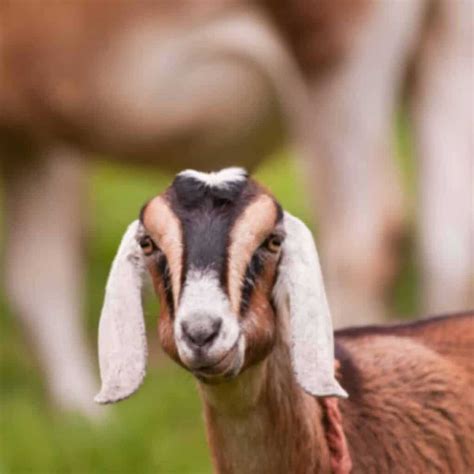 breeds  goats    pets boots hooves homestead