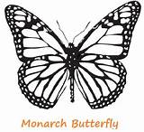 Butterfly Monarch Coloring Pages Crafts sketch template