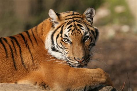 exceptionally gripping facts   south china tiger
