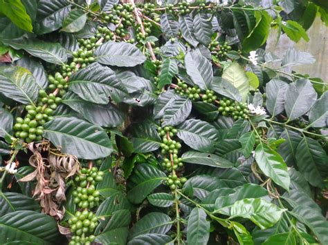 budidaya tanaman kopi arabika sopo kopi