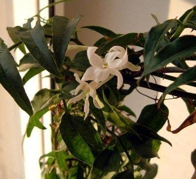 jasmine flowers   care   jasmine houseplant jasmine plant
