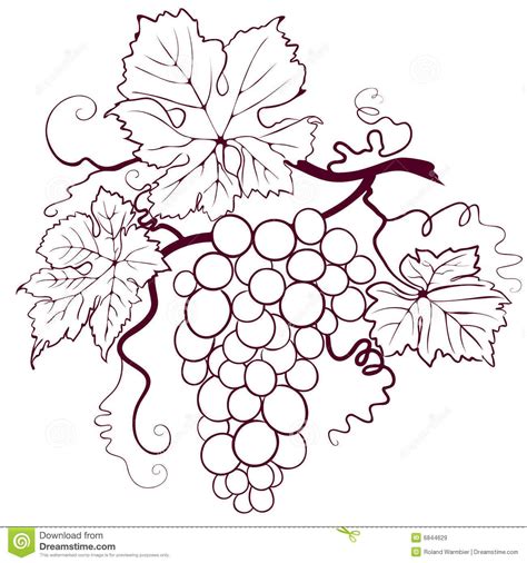grape vine coloring page yunus coloring pages