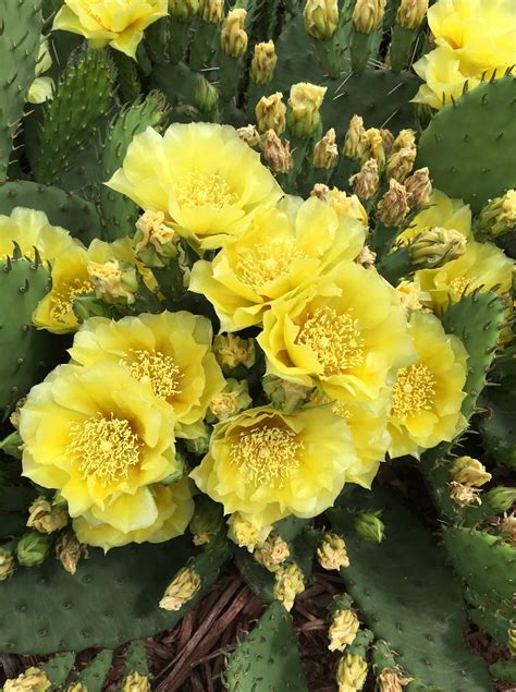 prickly pear cactus knechts nurseries landscaping