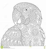 Mandala Papagei Malvorlagen Zentangle Ausmalen Vogel Arara Parrot Klaasen Monique Stylized Macaw sketch template