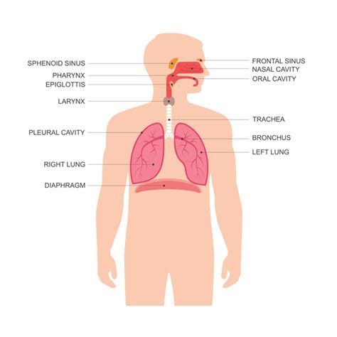respiratory system function