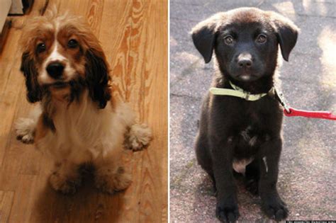cutest rescue puppy contest huffpost