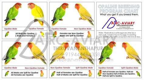 Lovebird Mutation Chart Dikbud