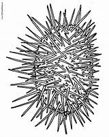 Sea Urchin sketch template