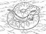 Rattlesnake Diamondback Designlooter sketch template