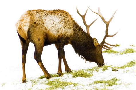 rudolf  red nosed reindeer   photo  freeimages