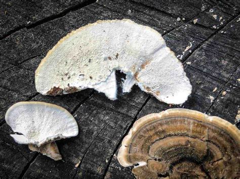 turkey tail mushrooms the sophisticated caveman