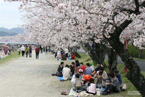 Foto Foto Pemandangan Bunga Sakura Jepang 10 Flickr