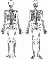 Skeleton Front Back Coloring Human Bones Pages Quiz Massage Outline Anatomy Body Color Skeletons Click Netart Science Ad Visit sketch template