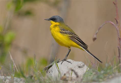 uccello giallo