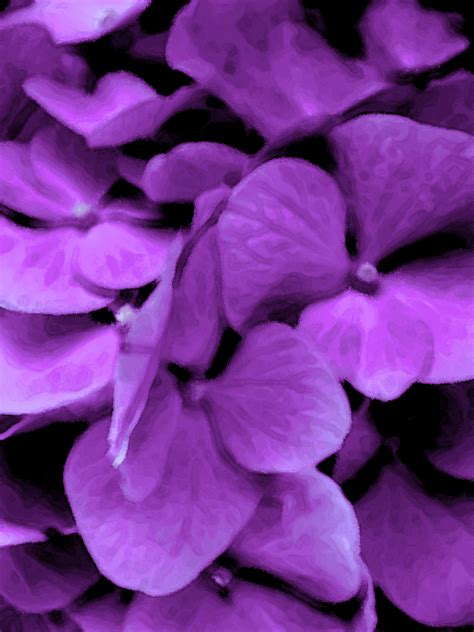 purple flowers   garden dark purple flowers purple
