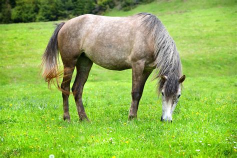 conheca  viloes da saude intestinal dos cavalos organnact