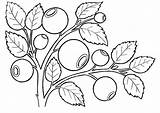 Coloring Pages Berries Blueberries Fruits Coloringtop sketch template