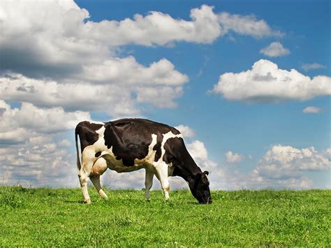 alegerea unei vaci de lapte influenta factorilor genetici