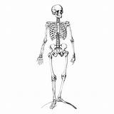 Menselijk Lichaam Skelet Kleurplaten sketch template