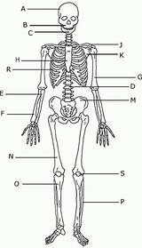 Skeleton Unlabeled Bones Anatomy Skeletal Ciencias Salud sketch template