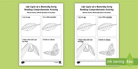 life cycle   butterfly phase  eyfs reading comprehension