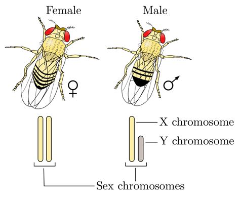 file drosophila xy sex determination svg wikimedia commons