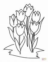 Kleurplaten Tulpen Kleurplaat Tulips sketch template