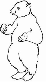 Bear Coloring Pages Printable Brown Standing Feet Its sketch template