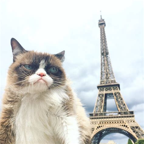 Как вывезти кота в Париж самые странные запросы 2018 года в Яндексе — wylsacom