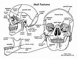 Skull Bones Anatomy Coloring Pages Human Cranium Features Face Printable Drawing Sheet Book Bony Physiology Pdf Rib Exploringnature Skeleton Worksheet sketch template