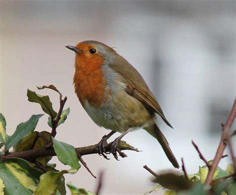 urban survival scientists prove birds disoriented
