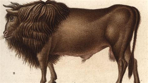long extinct auroch cattle   resurrected   breeding insidehook