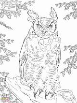 Owl Horned Great Coloring Pages Realistic Printable Getcolorings Color Horn Authentic Print sketch template
