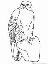 Faucon Falco Falcon Halcon Coloriage Animaux Dibujo Coloriages sketch template