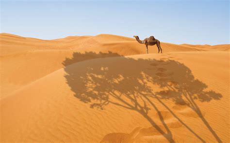 wind  solar farms  turn  sahara green
