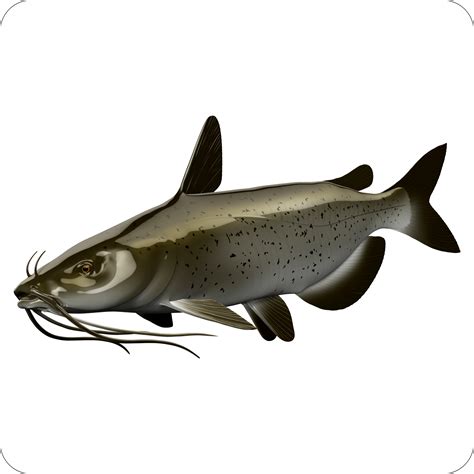 catfish digital fish art
