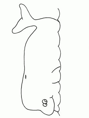 drawing   seahorse   tail curled   eyes closed