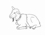 Goat Dwarf Nigerian Pygmy Goats sketch template