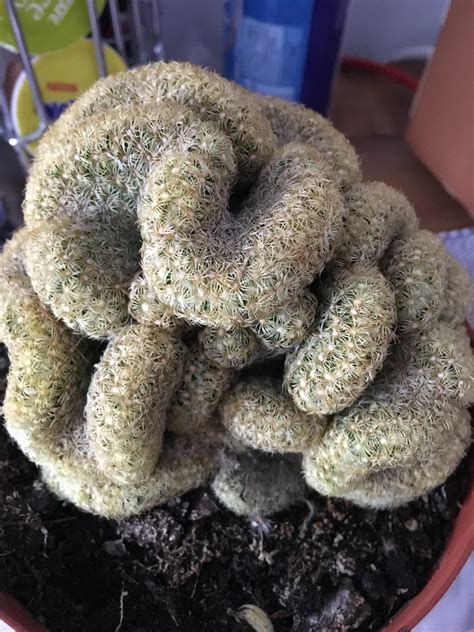 care   mutated cactus    normal cactus