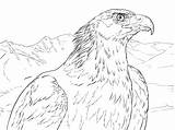 Eagle Coloring Golden Aguila Real Pages Portrait Dibujos Printable Para Colorear Eagles Drawing Dibujo Animal Soaring Supercoloring Bald Print Sheet sketch template