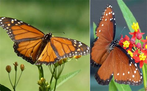 cool viceroy butterfly  monarch butterfly mimicry insectpedia