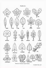 Leaf Drawing Shapes Nature Botanical Drawings Line Shape Leaves Pattern Draw Patterns Tree Reference Coloring Identification Journal Different Plant Doodle sketch template
