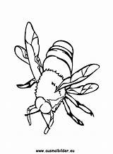 Biene Bienen Ausmalbilder sketch template