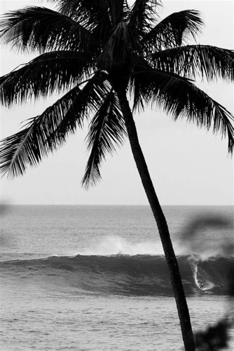black and white palms n serf blackandwhite surf faire du