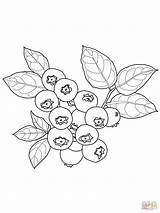 Blueberry Coloring Pages Fruit Supercoloring Colouring Printable sketch template