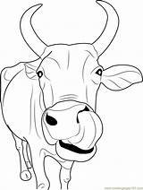 Cow Coloring Pages Nose Drawing Cows Colouring Printable Draw Baby Color Cute Adult Sheets Pencil Choose Board sketch template