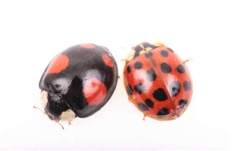 black ladybirds with stds invade uk homes how to spot and get rid of