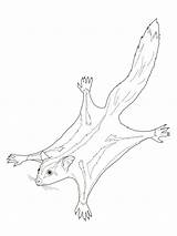 Sugar Glider Coloring Pages Possum Colouring Drawing Gliders Color Printable Print Australian Animals Template Drawings Line Animal Possums Realistic Pattern sketch template