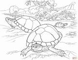 Desert Coloring Tortoise Pages Turtle sketch template