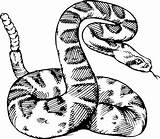 Serpente Colorare Disegni Serpenti Pyrography Schlangen Schlange Dictionary sketch template